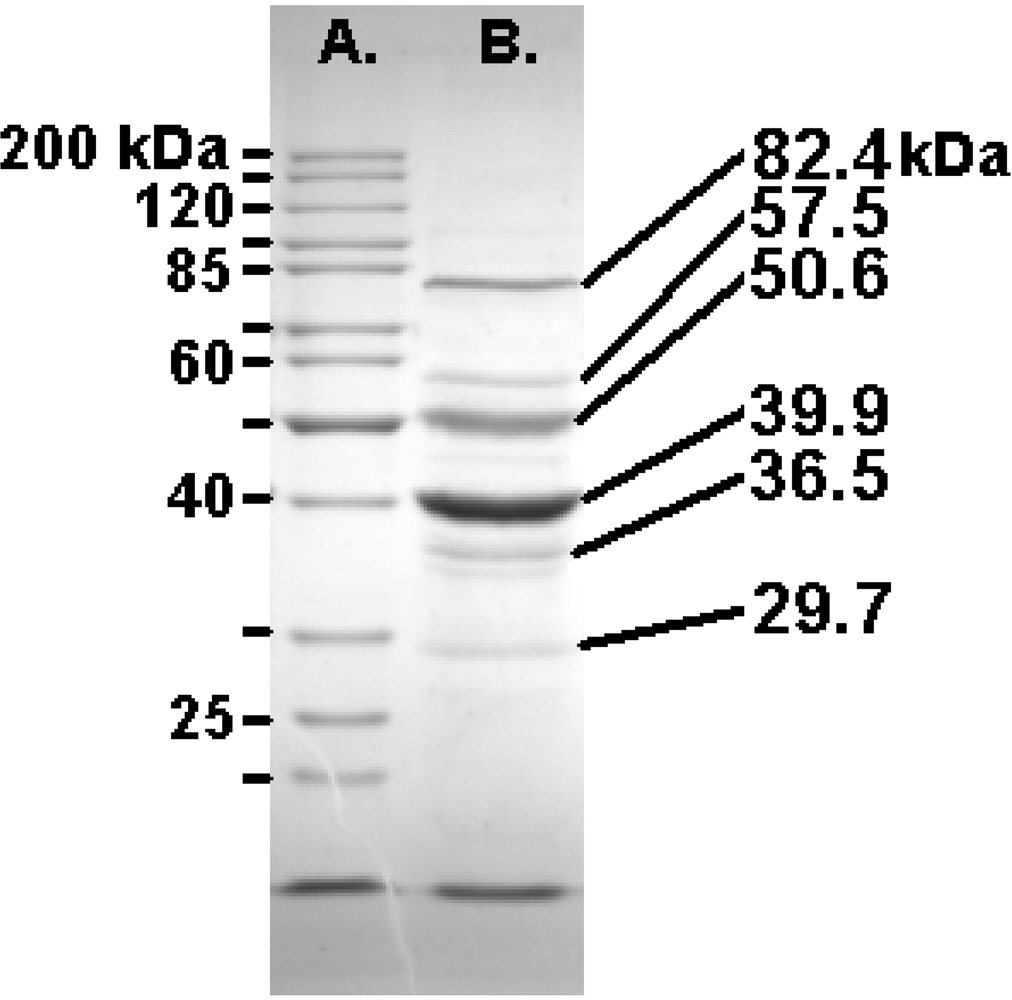 Viruses 02 00710 g003