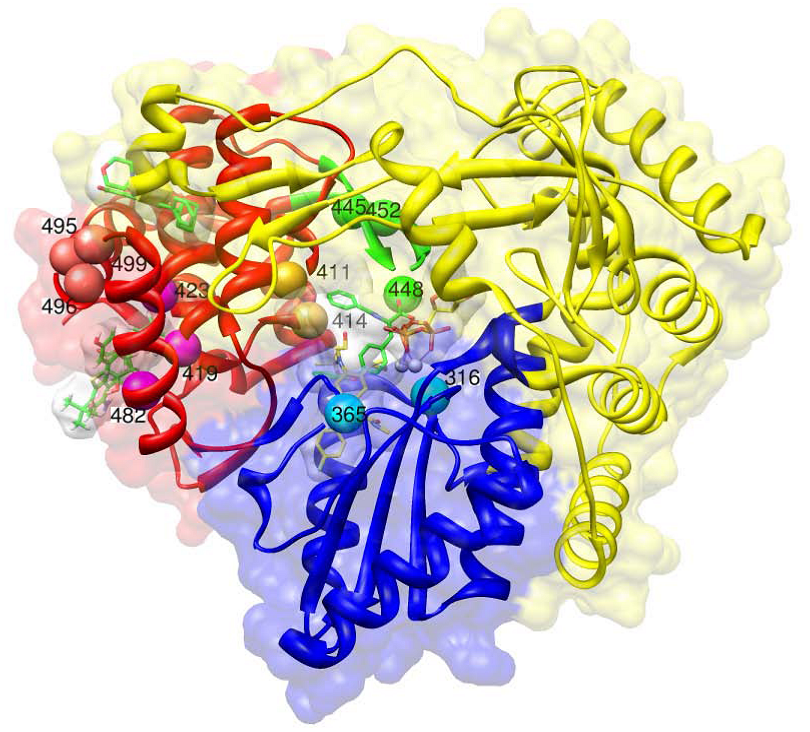 Peginterferon alfa-2b PegIntron - Treatment - Hepatitis C Online