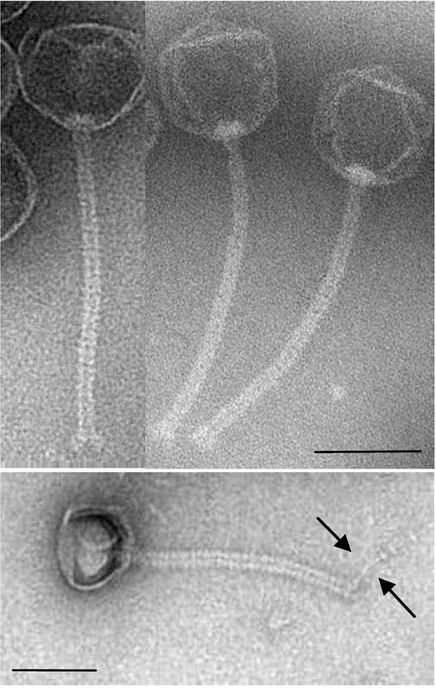 Viruses 02 00961 g001