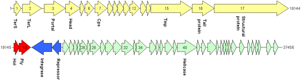Viruses 02 00961 g002