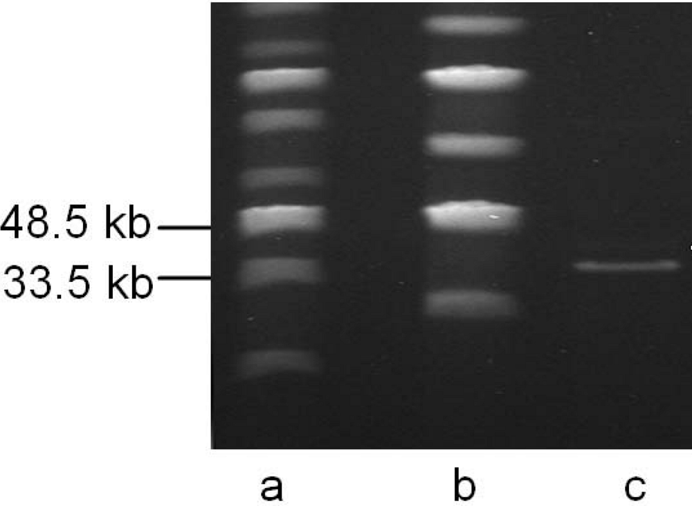 Viruses 02 00961 g003
