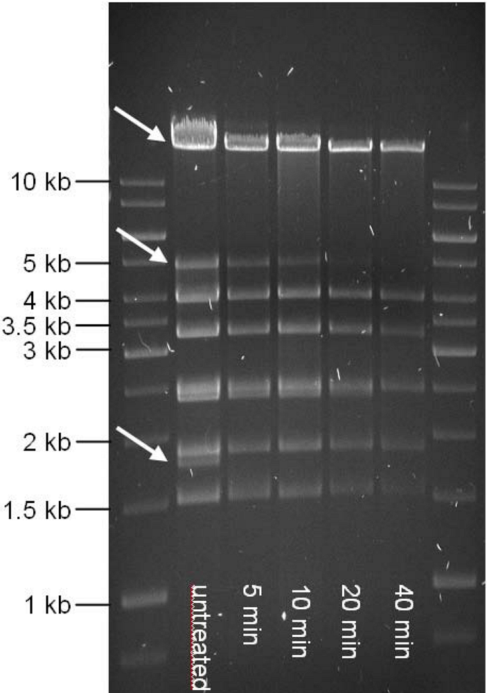 Viruses 02 00961 g004