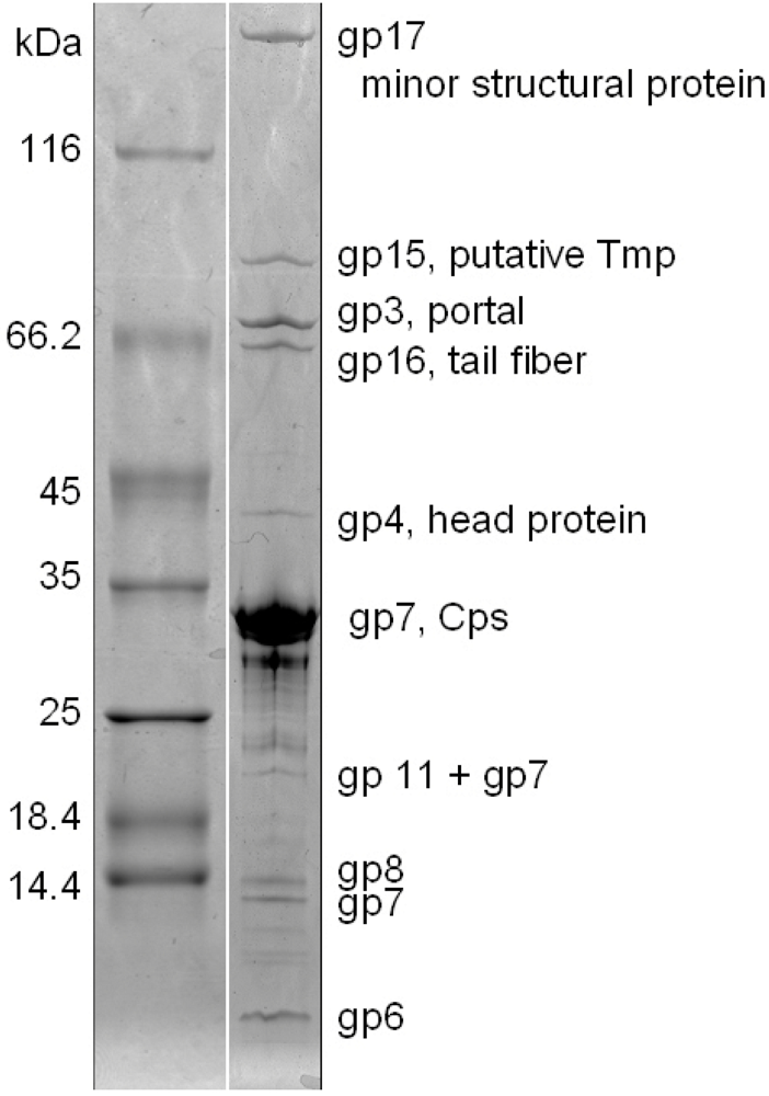 Viruses 02 00961 g005