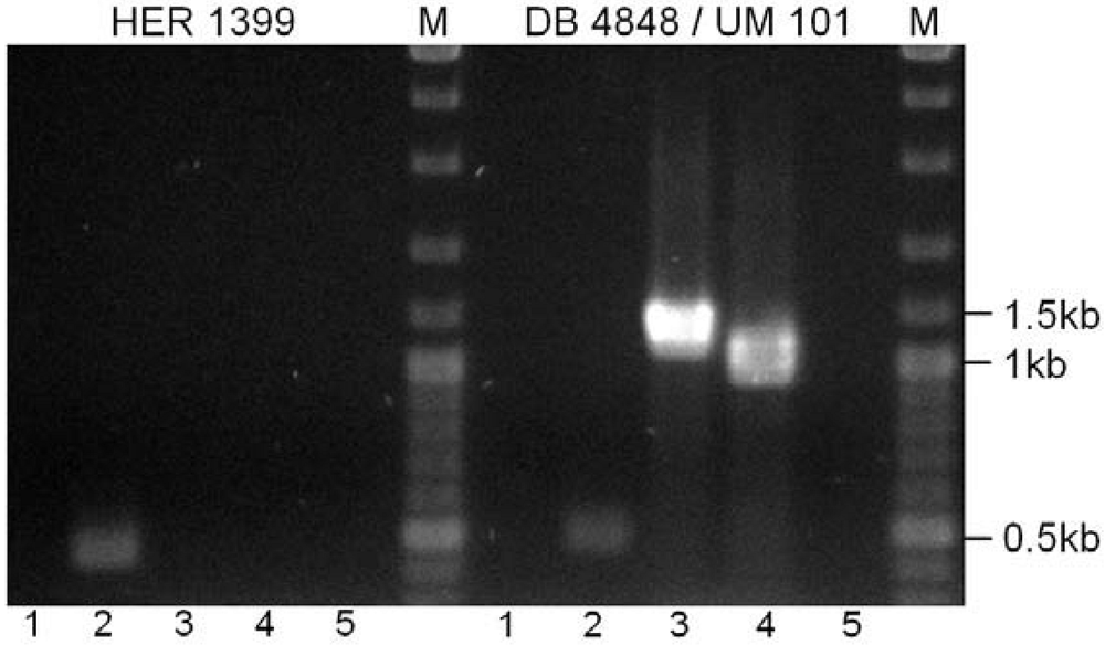Viruses 02 00961 g006
