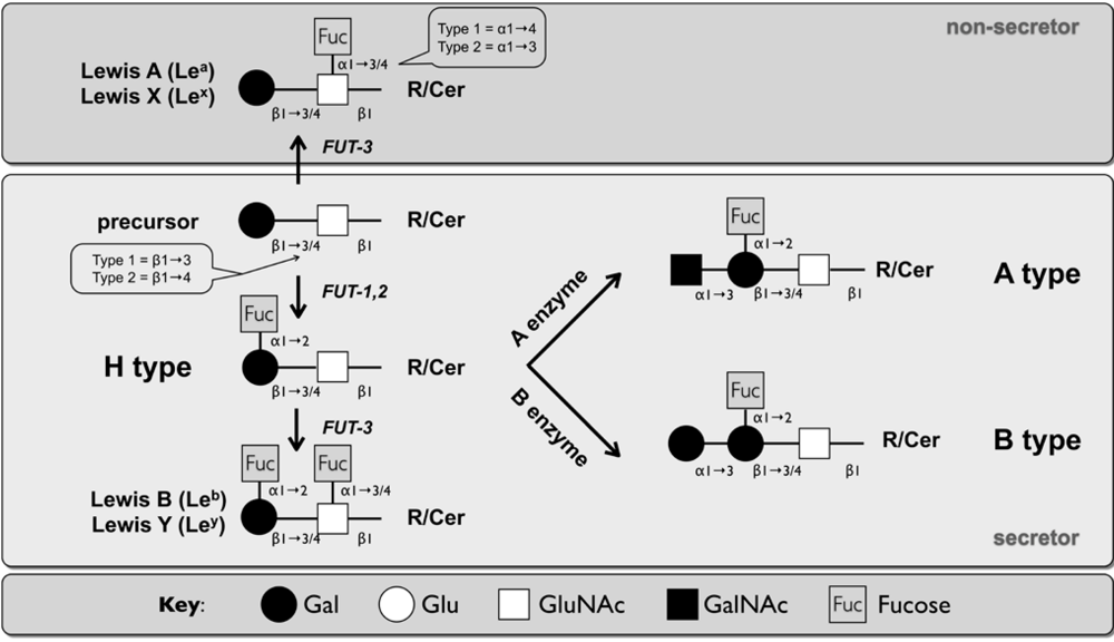 Viruses 02 01011 g002