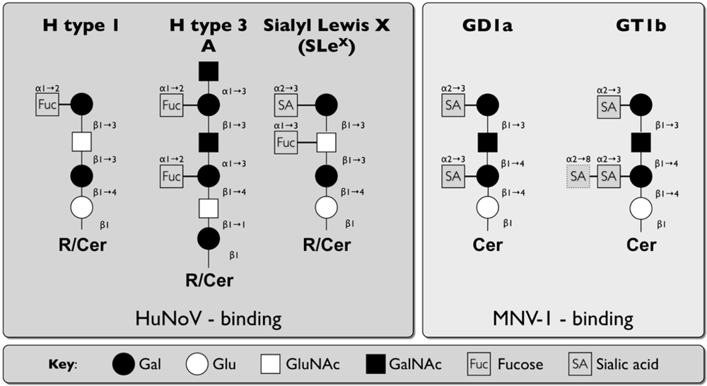 Viruses 02 01011 g003