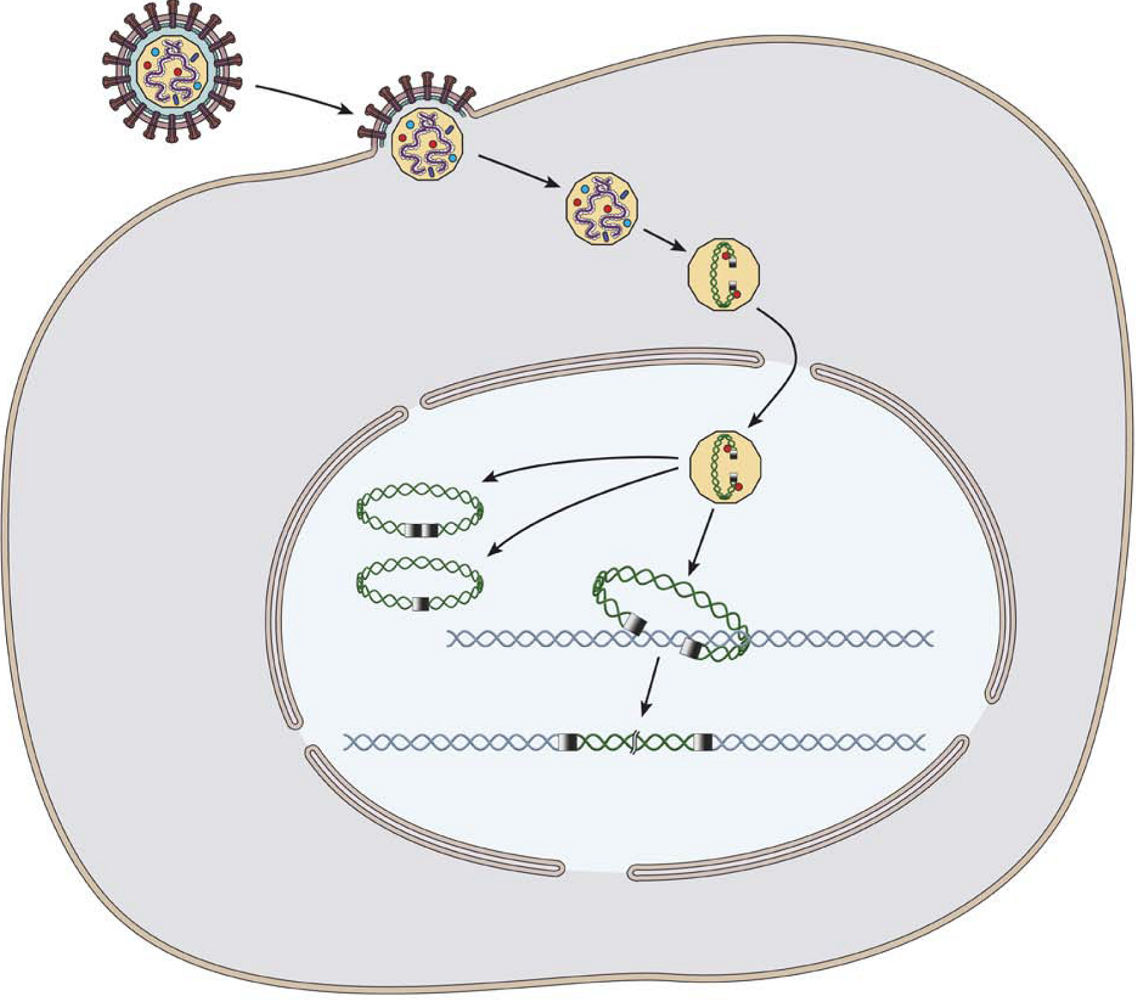 Avian Myeoblastosis Virus (AMV) Moloney Murine Leukemia Virus (MMLV) , HIV  Reverse Transcriptase 