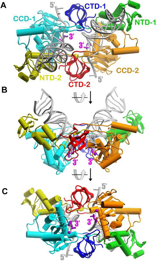 Viruses 02 01185 g001 550