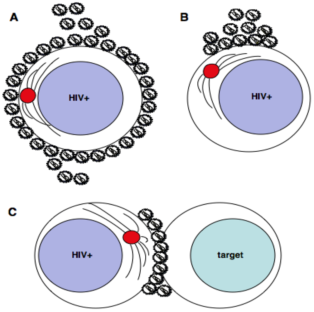 Viruses 02 01261 g001