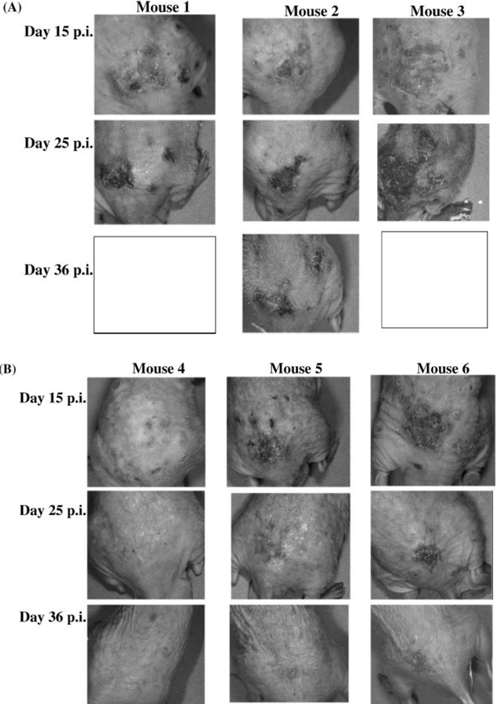 Viruses 02 01322 g003