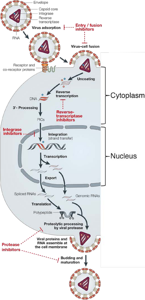 Viruses 02 01347 g001