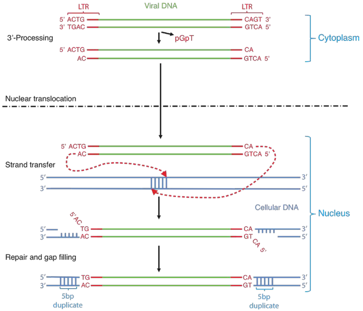Viruses 02 01347 g002