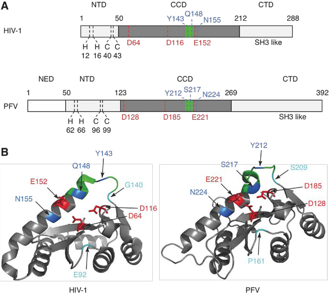 Viruses 02 01347 g003