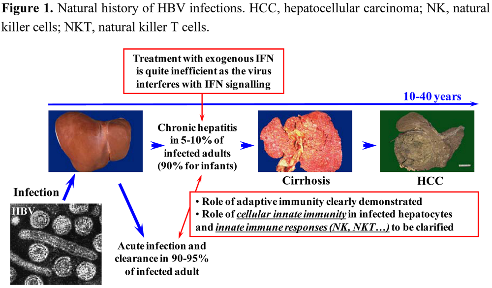 Viruses 02 01394 g001 1024