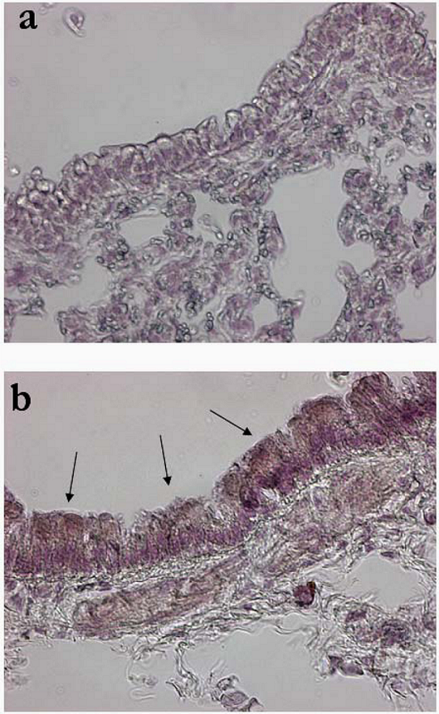 Viruses 02 01577 g003