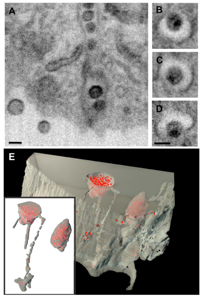 Viruses 02 01603 g001