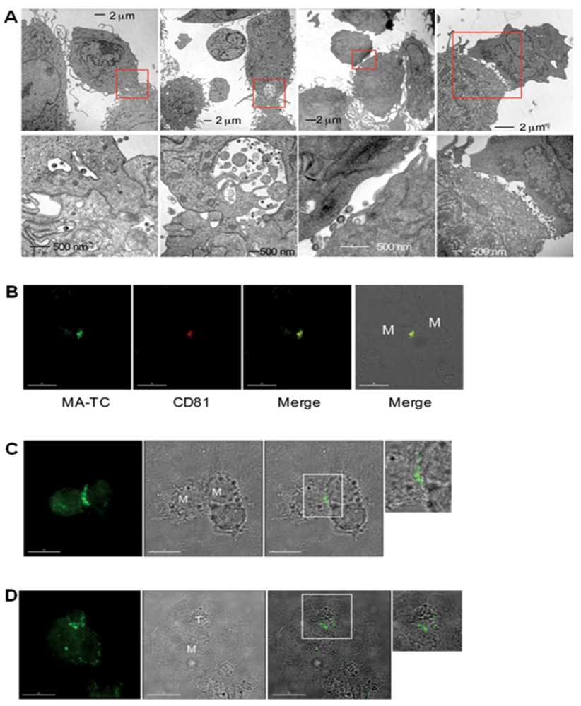 Viruses 02 01603 g003