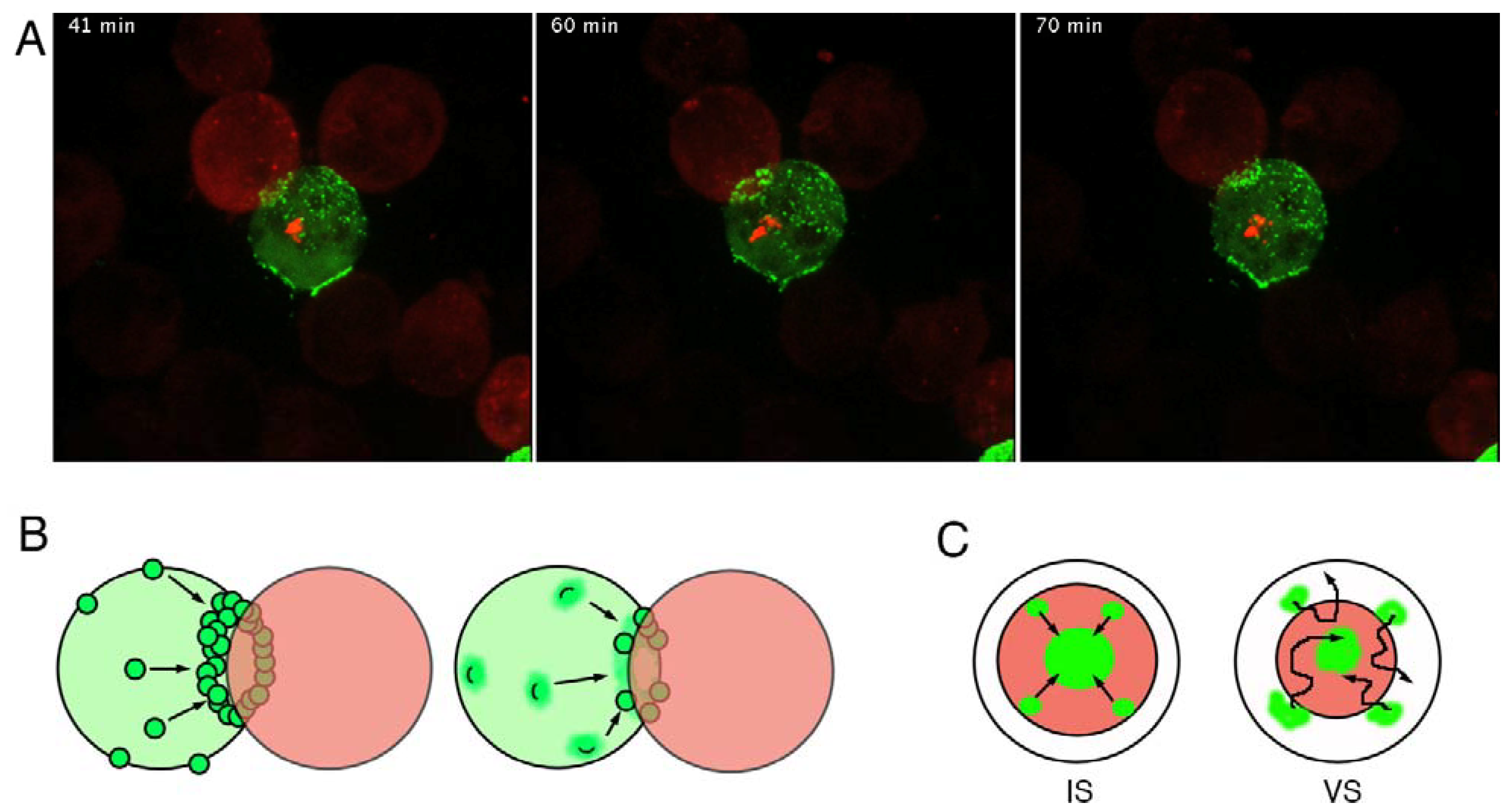 Viruses 02 01666 g001