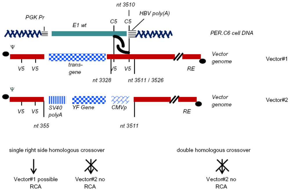Viruses 02 01681 g003