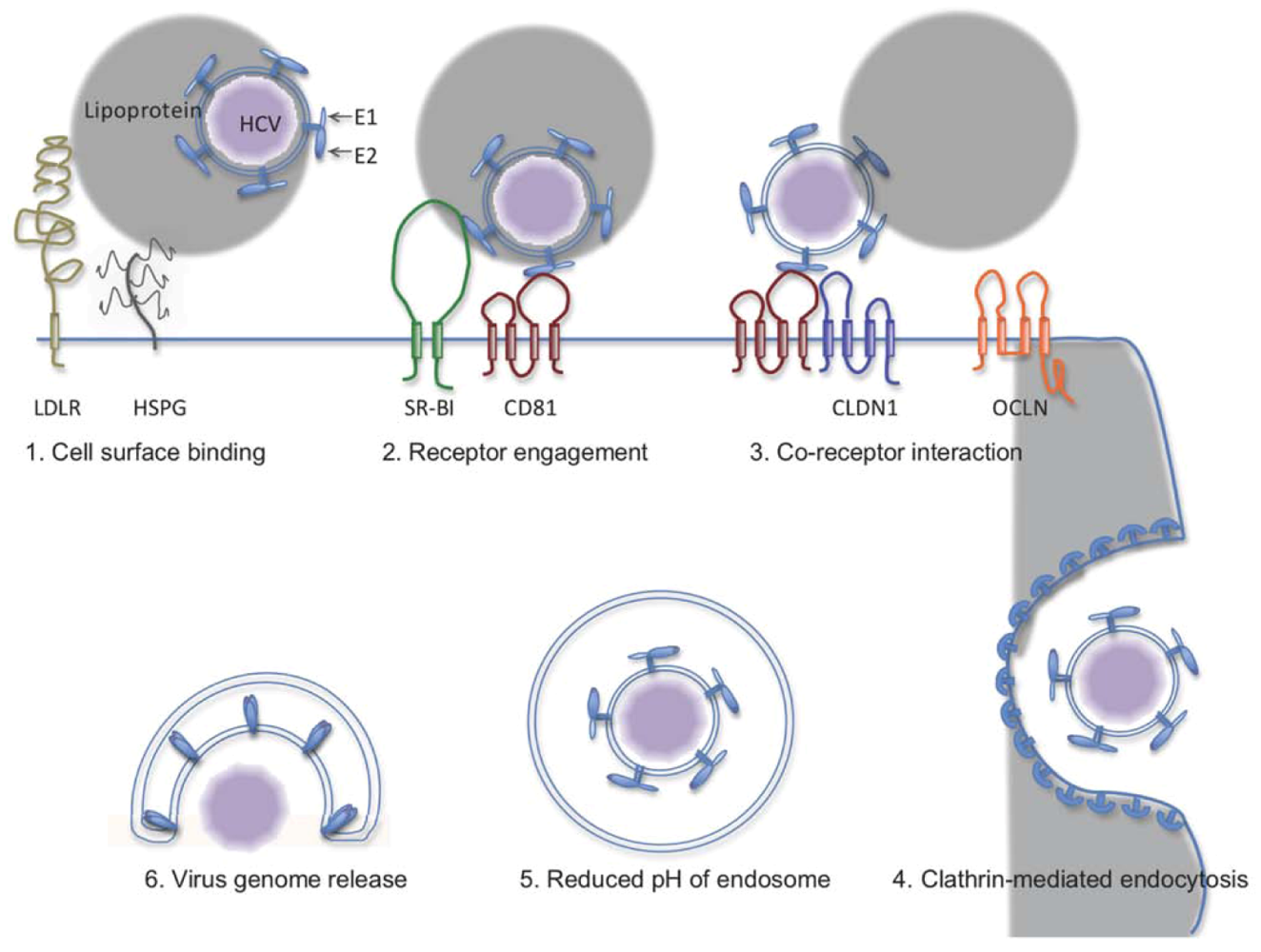 Viruses 02 01718 g001