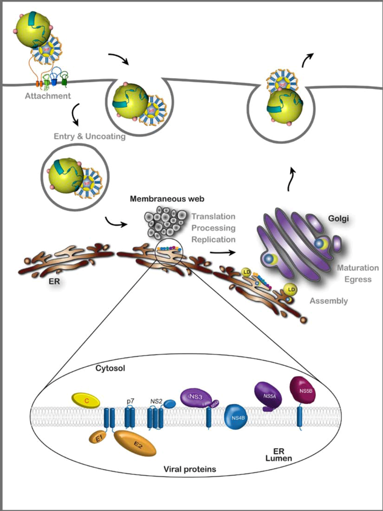 Viruses 02 01782 g001