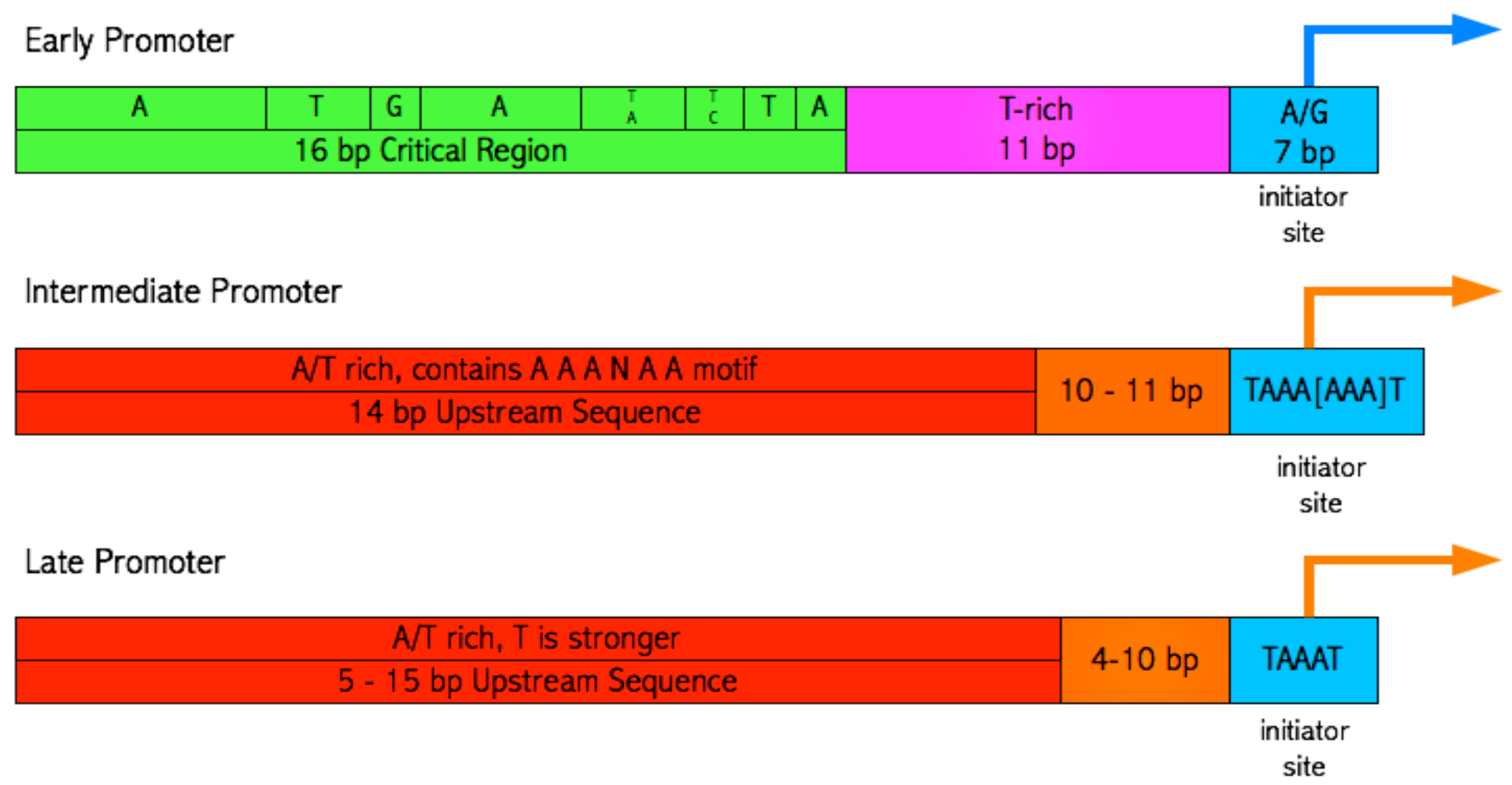 Viruses 02 01867 g004