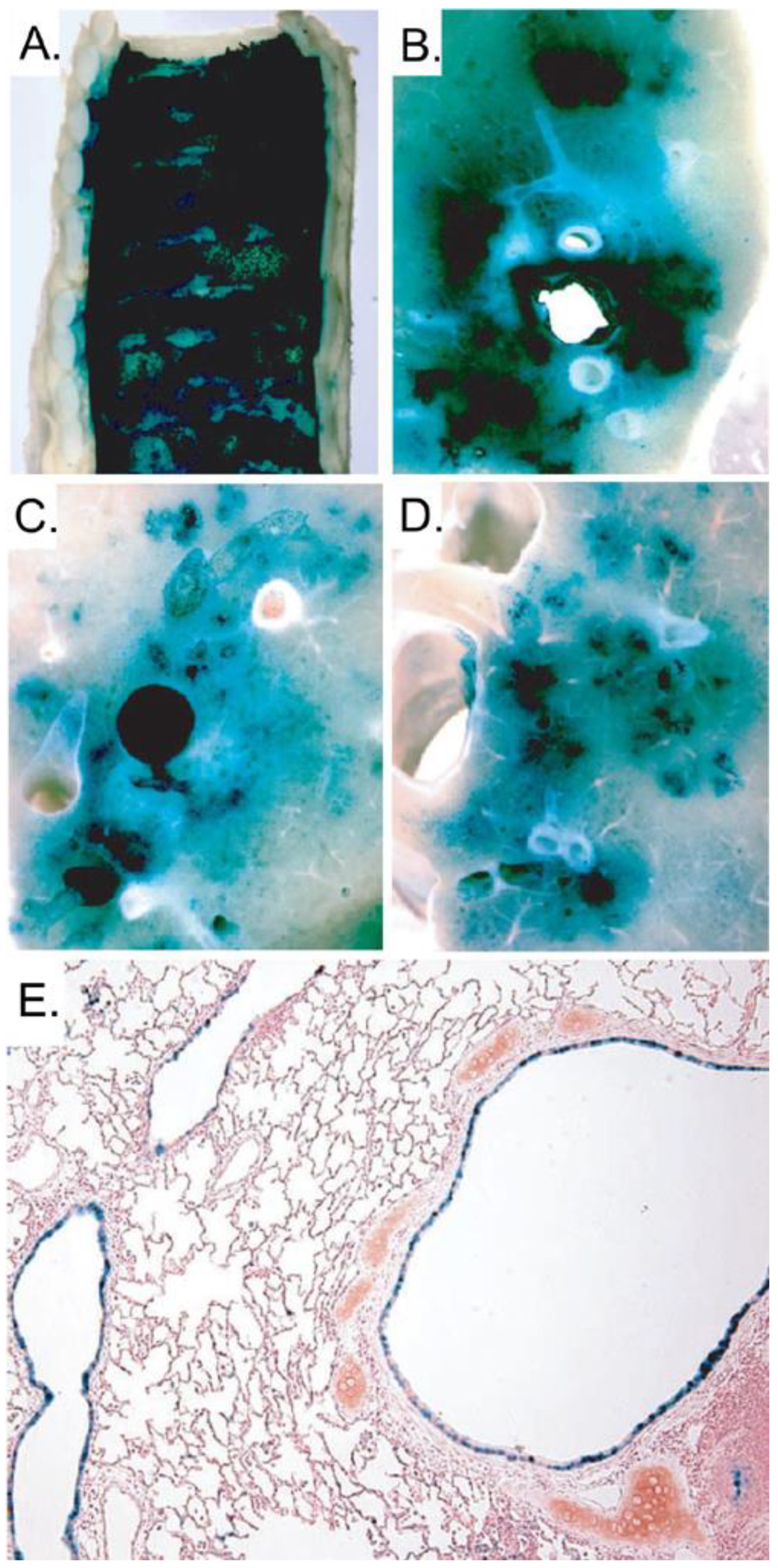 Viruses 02 01886 g004