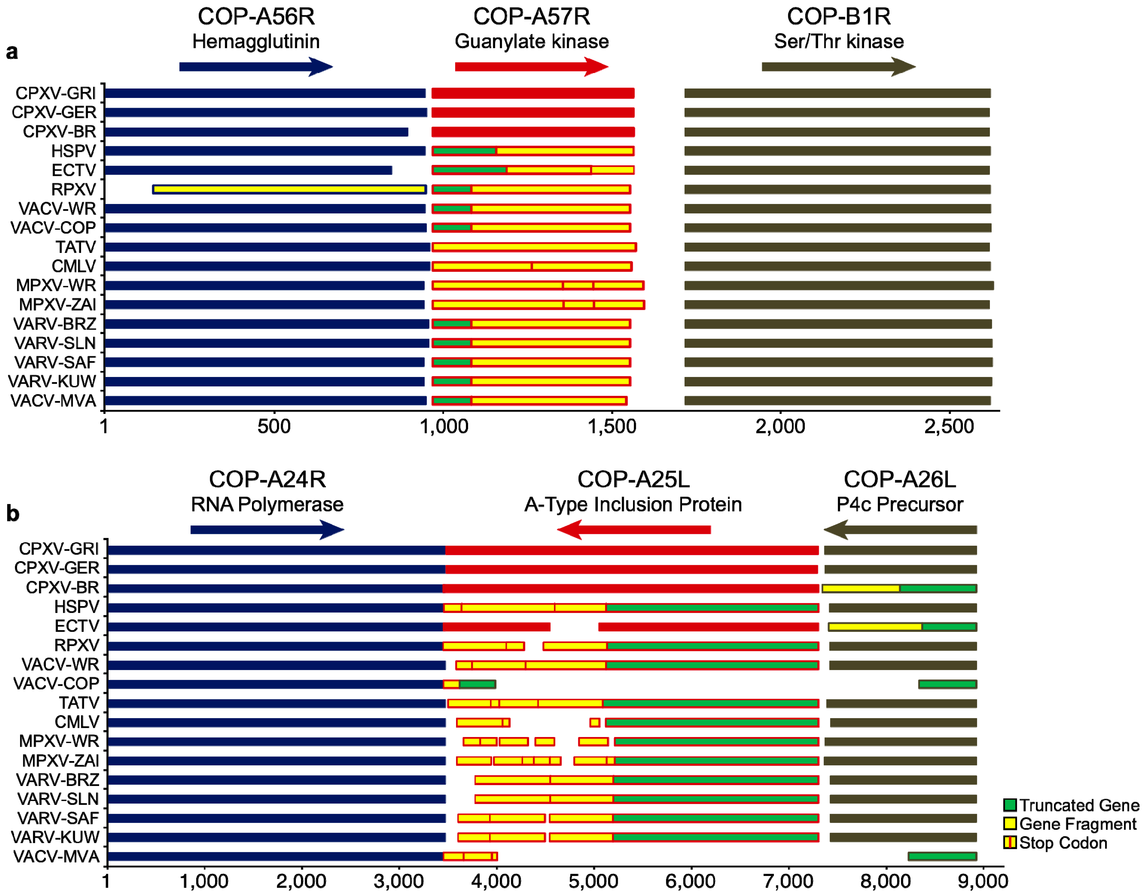 Viruses 02 01933 g004 Viruses 02 01933 g004