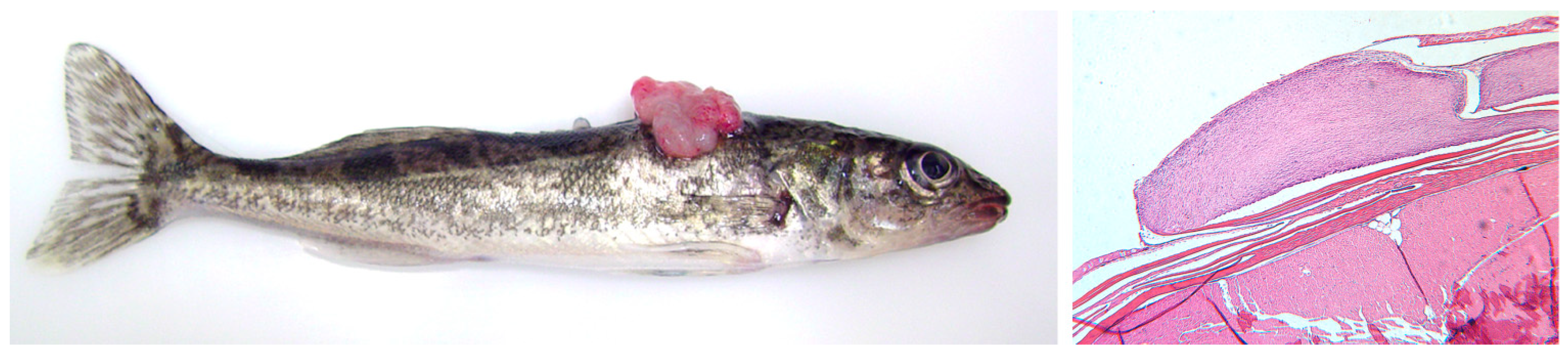 Viruses 02 01984 g001