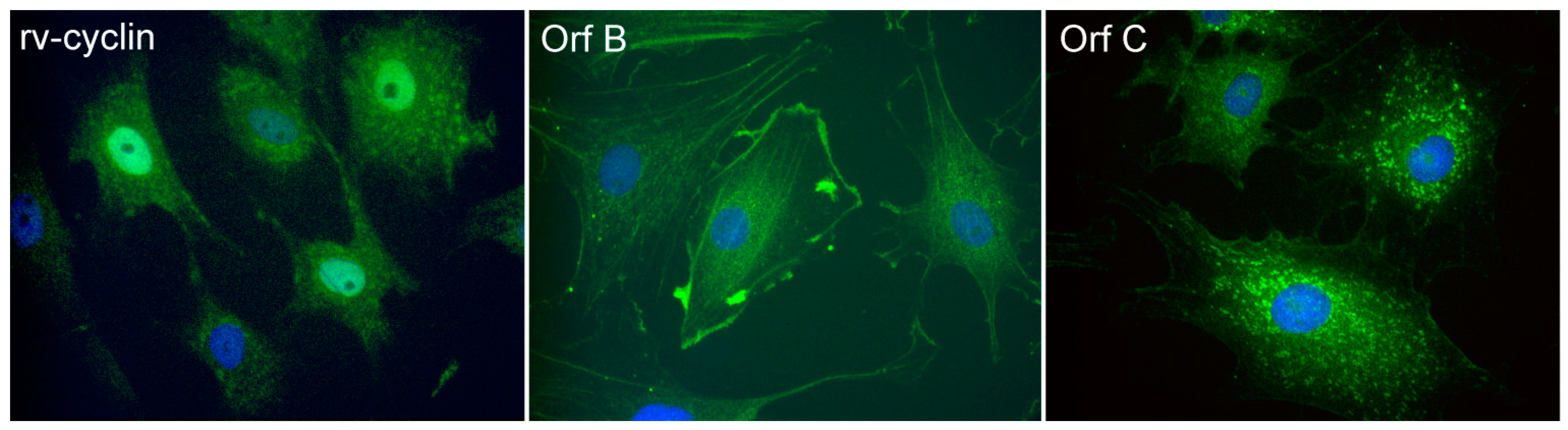 Viruses 02 01984 g003