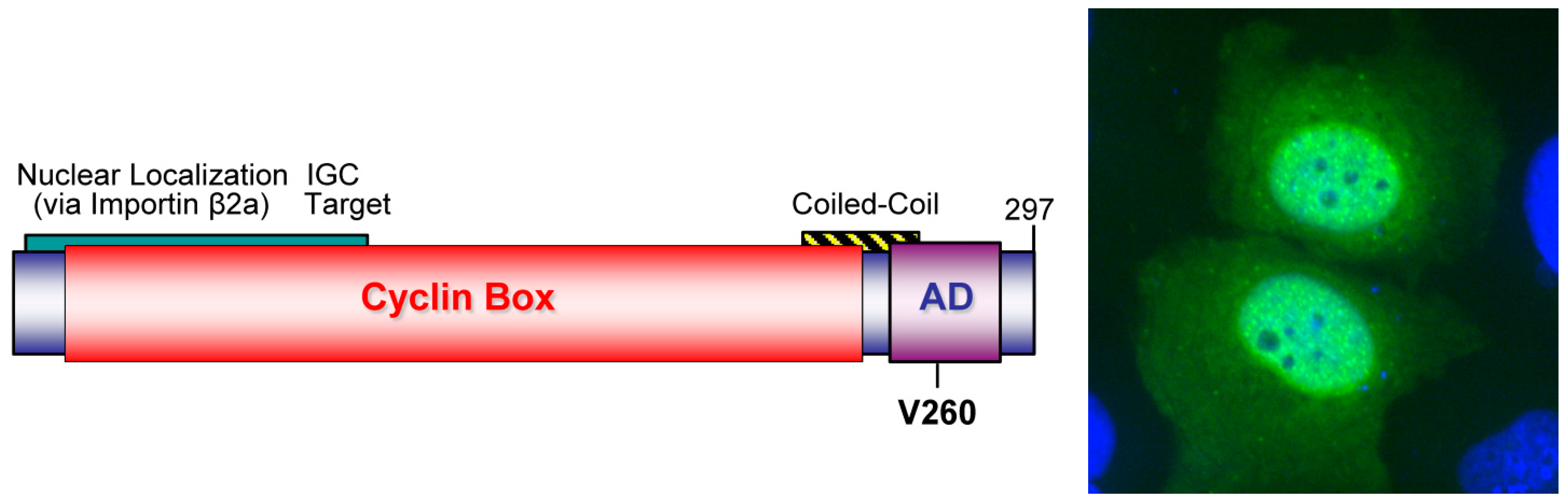 Viruses 02 01984 g004