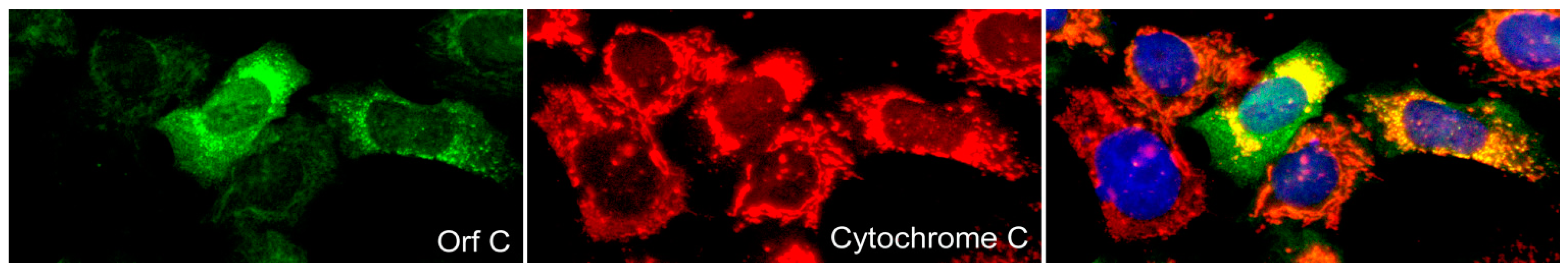 Viruses 02 01984 g005