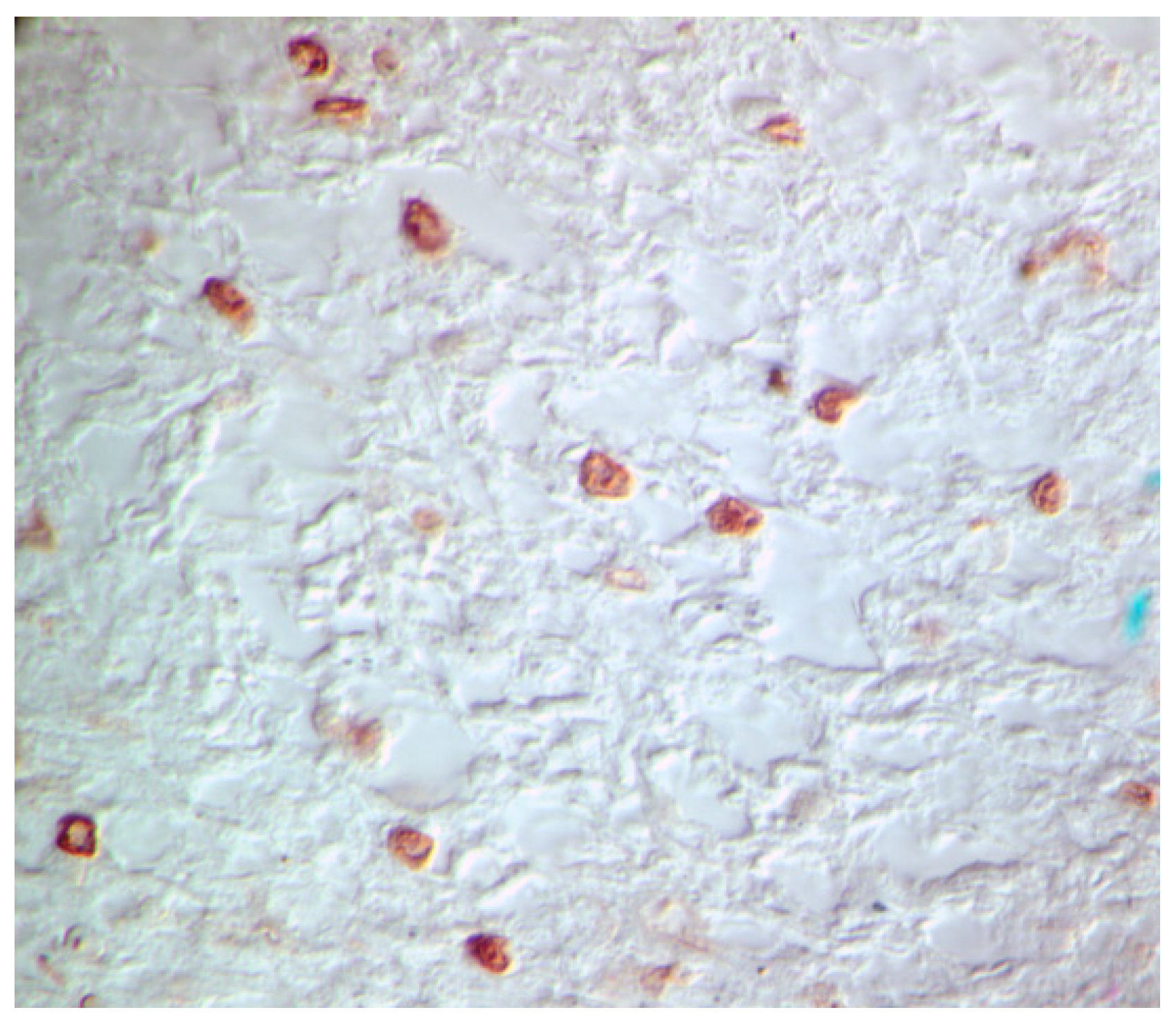 Viruses 02 01984 g006