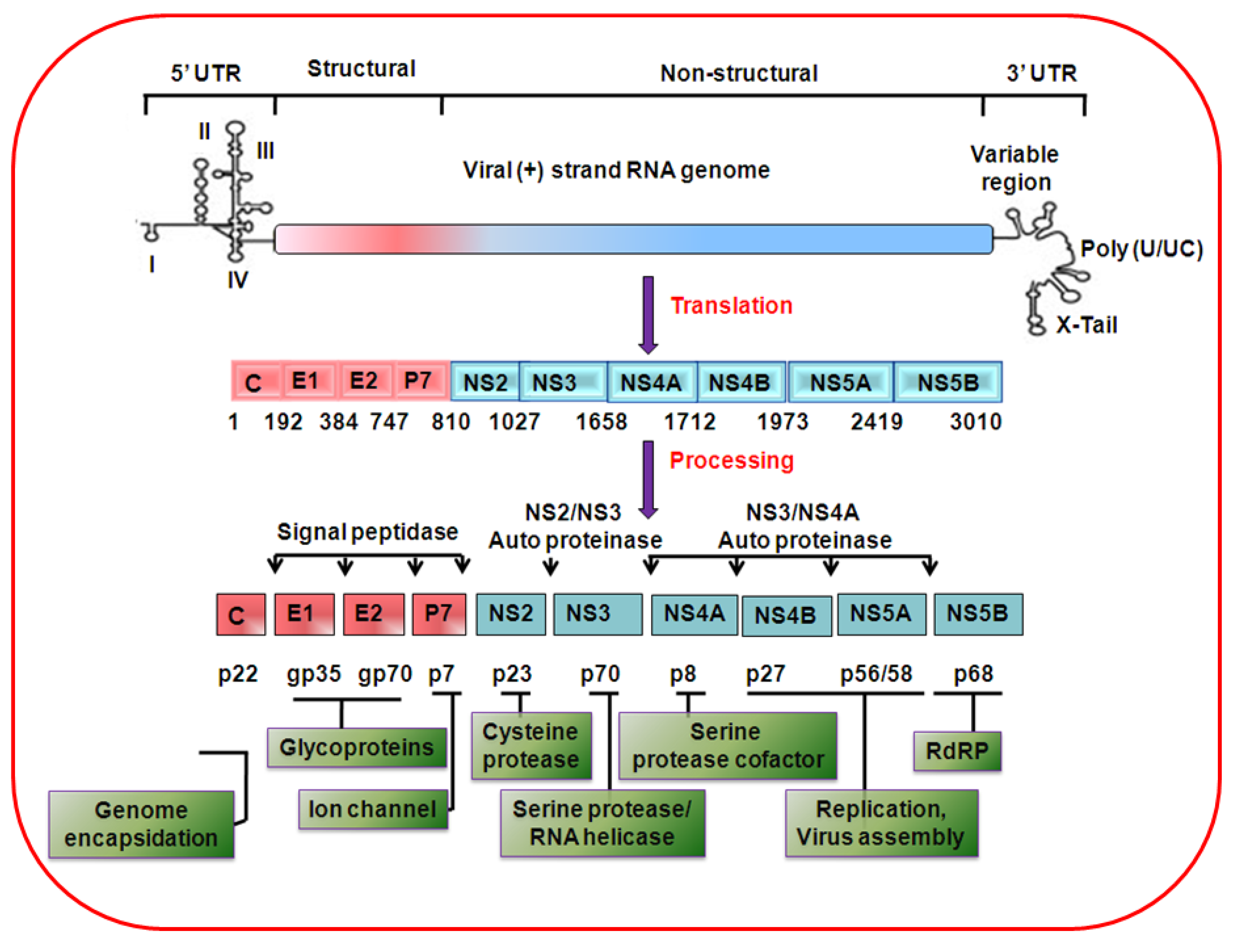 Viruses 02 02108 g001