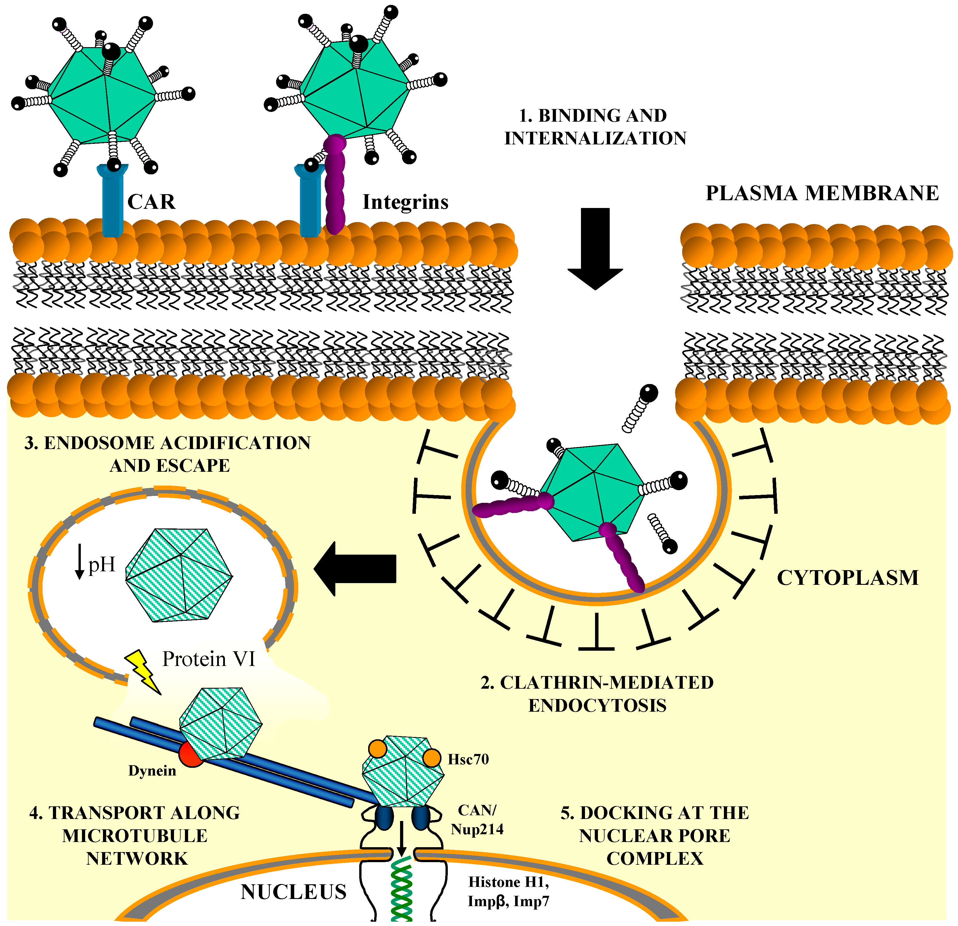 Viruses 02 02290 g002 Viruses 02 02290 g002