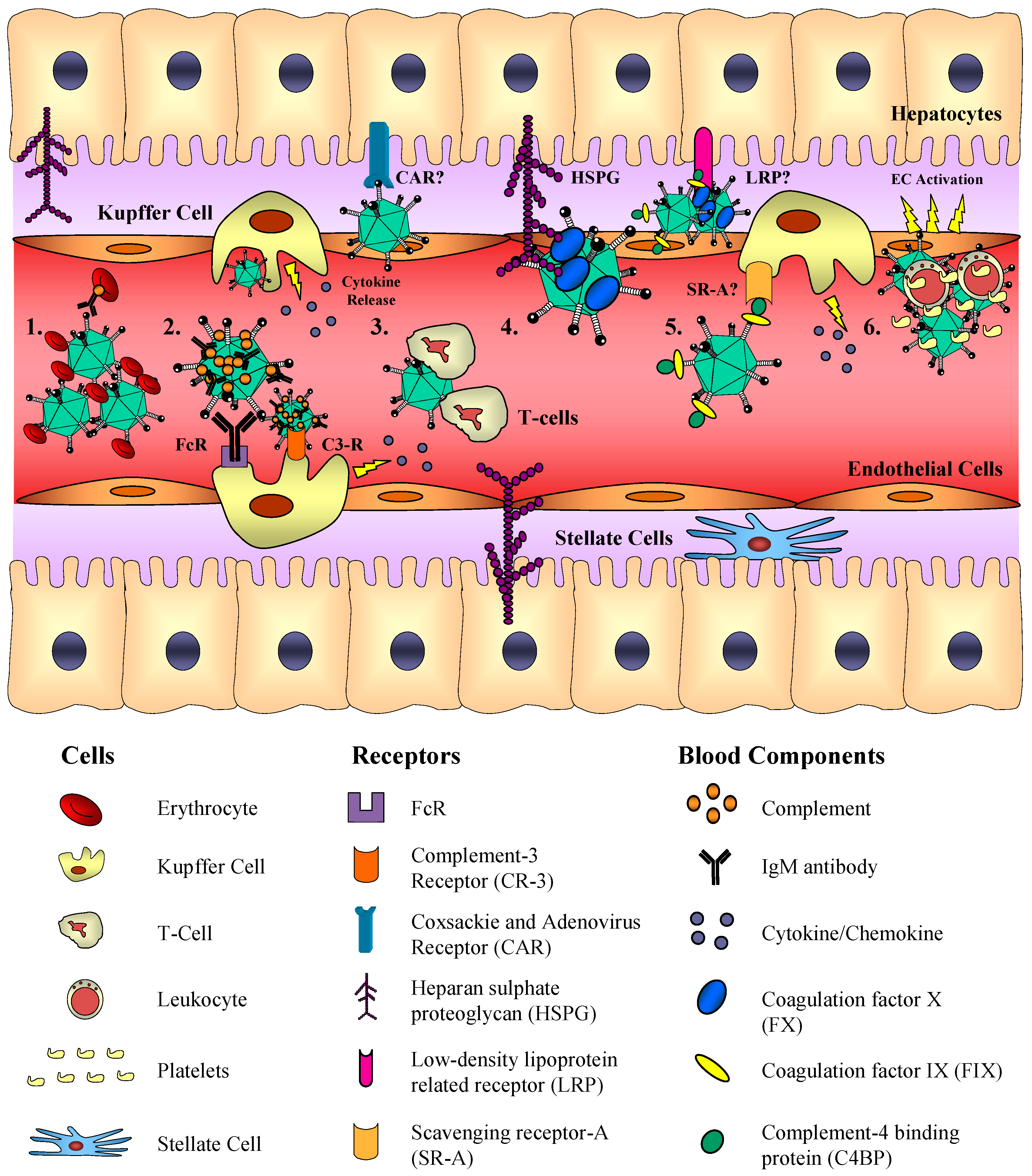 Viruses 02 02290 g003 Viruses 02 02290 g003