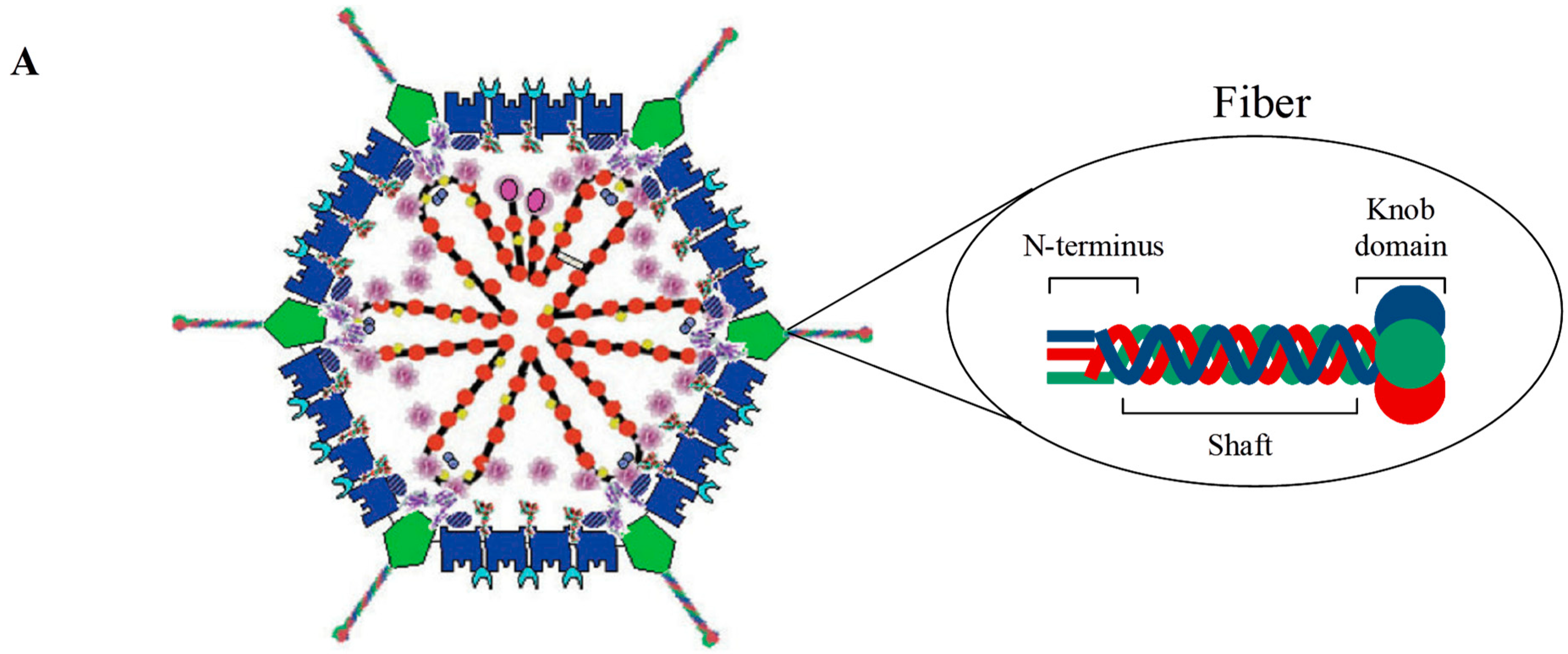 Viruses 02 02290 g004a Viruses 02 02290 g004a