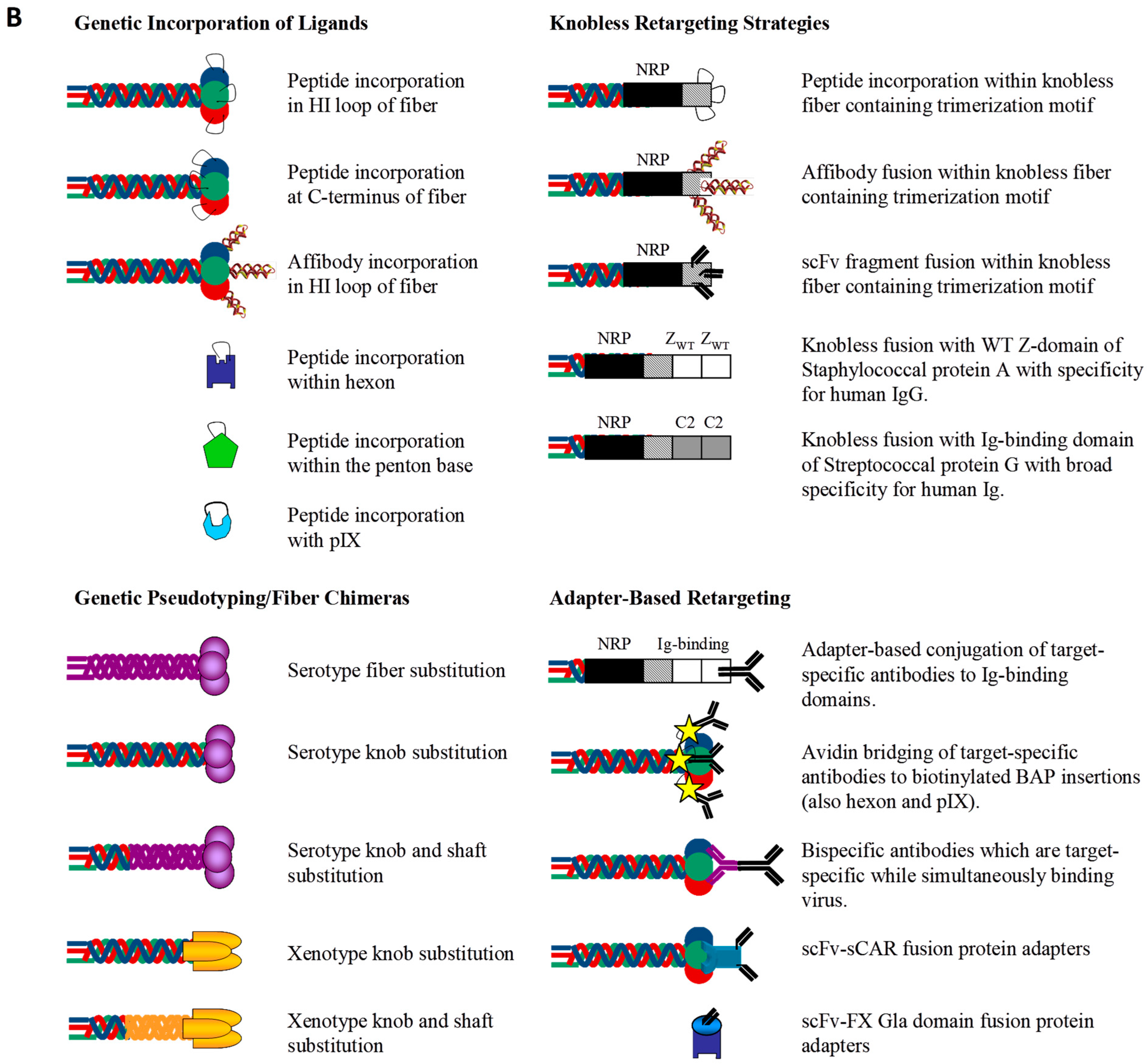 Viruses 02 02290 g004b Viruses 02 02290 g004b