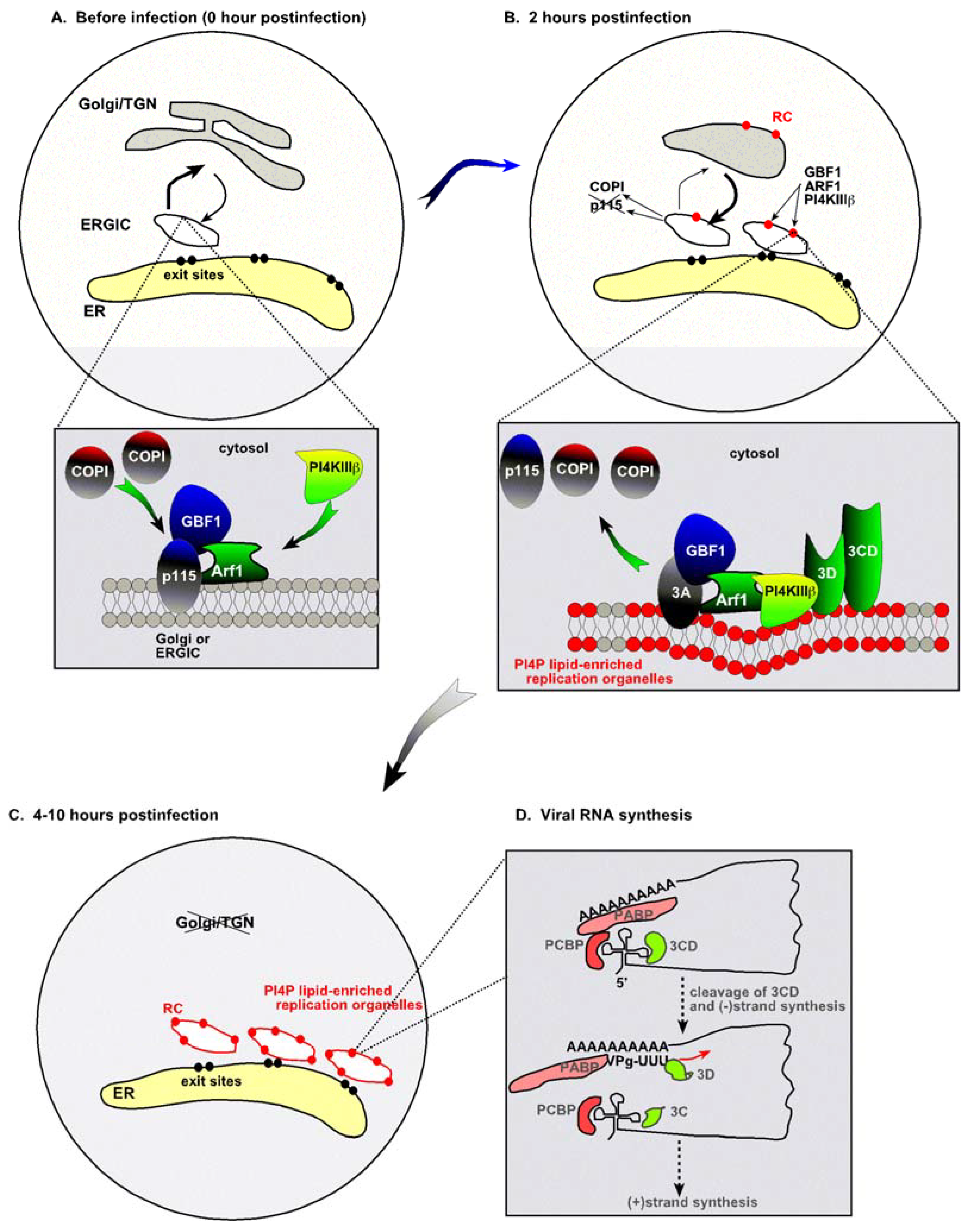 Viruses 02 02436 g001