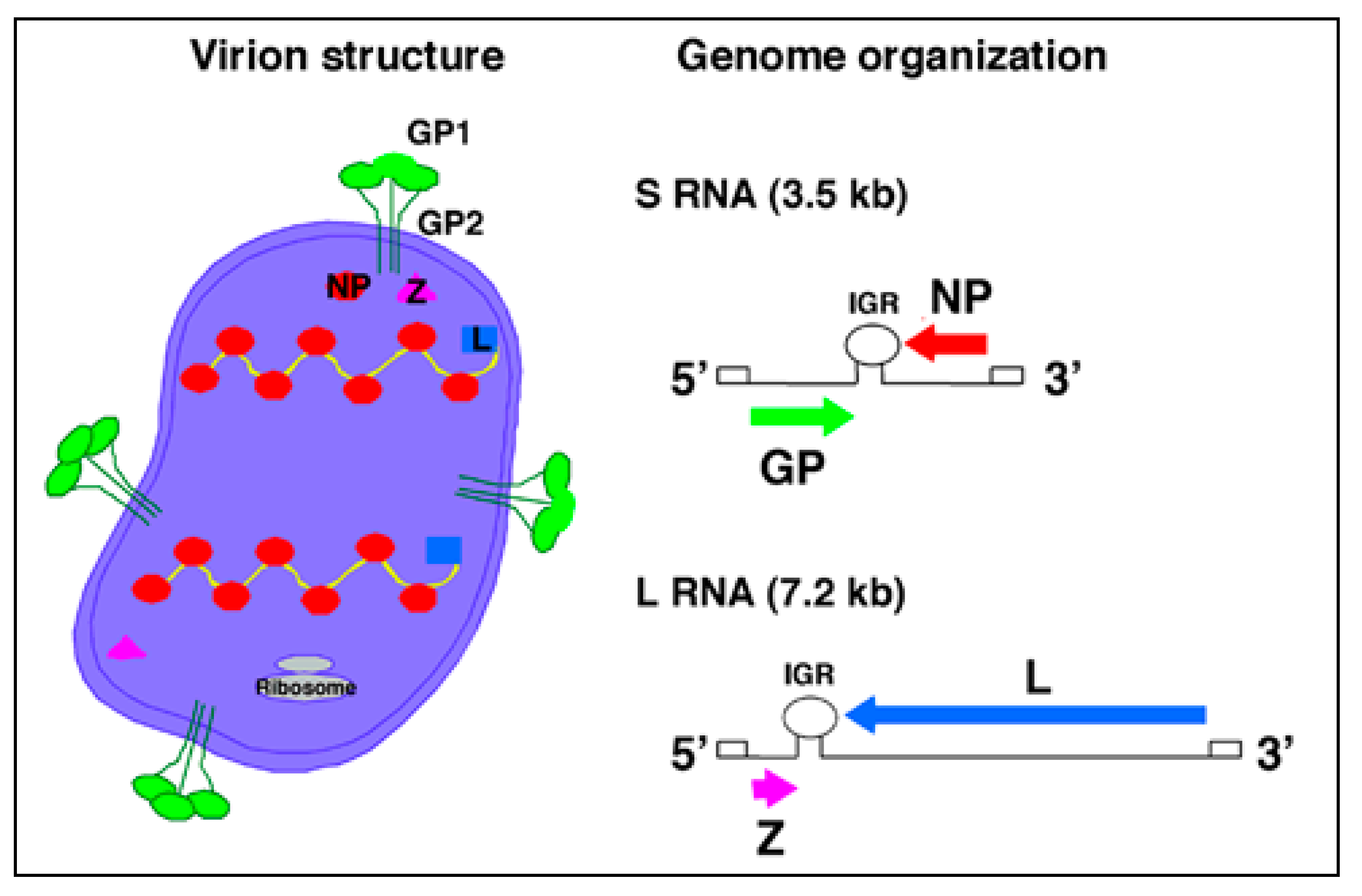 Viruses 02 02443 g002