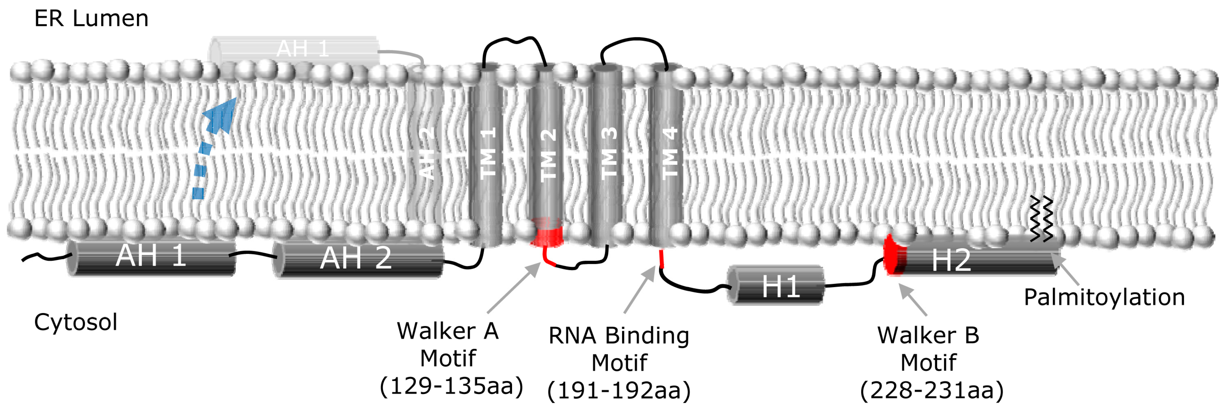 Viruses 02 02481 g001