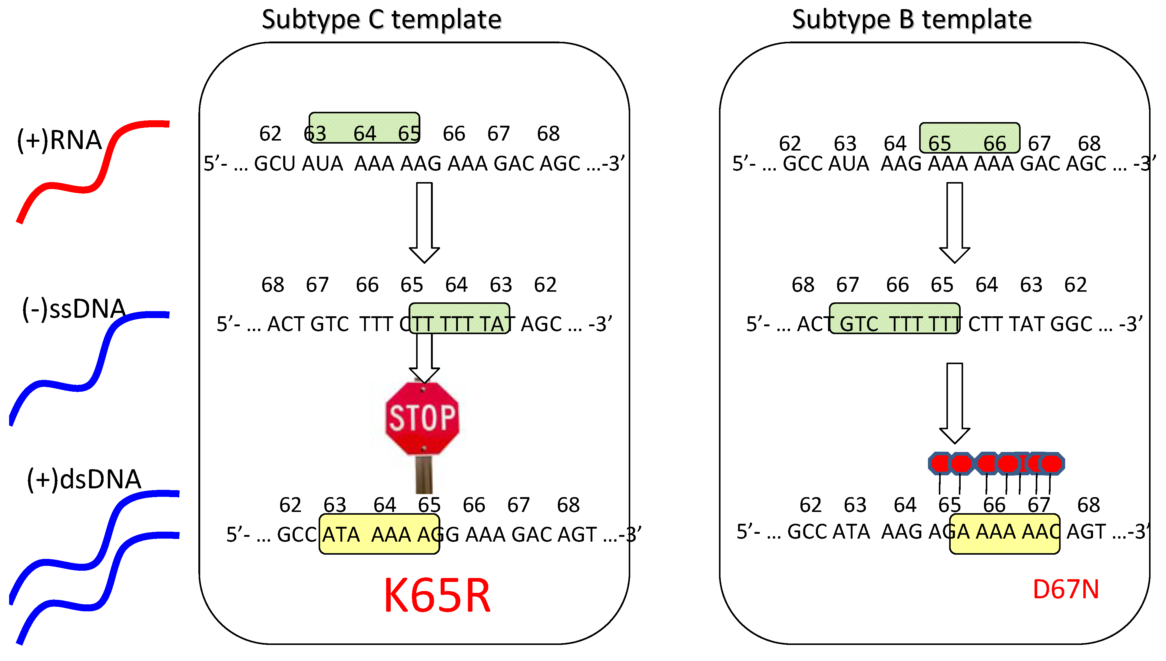 Viruses 02 02493 g001