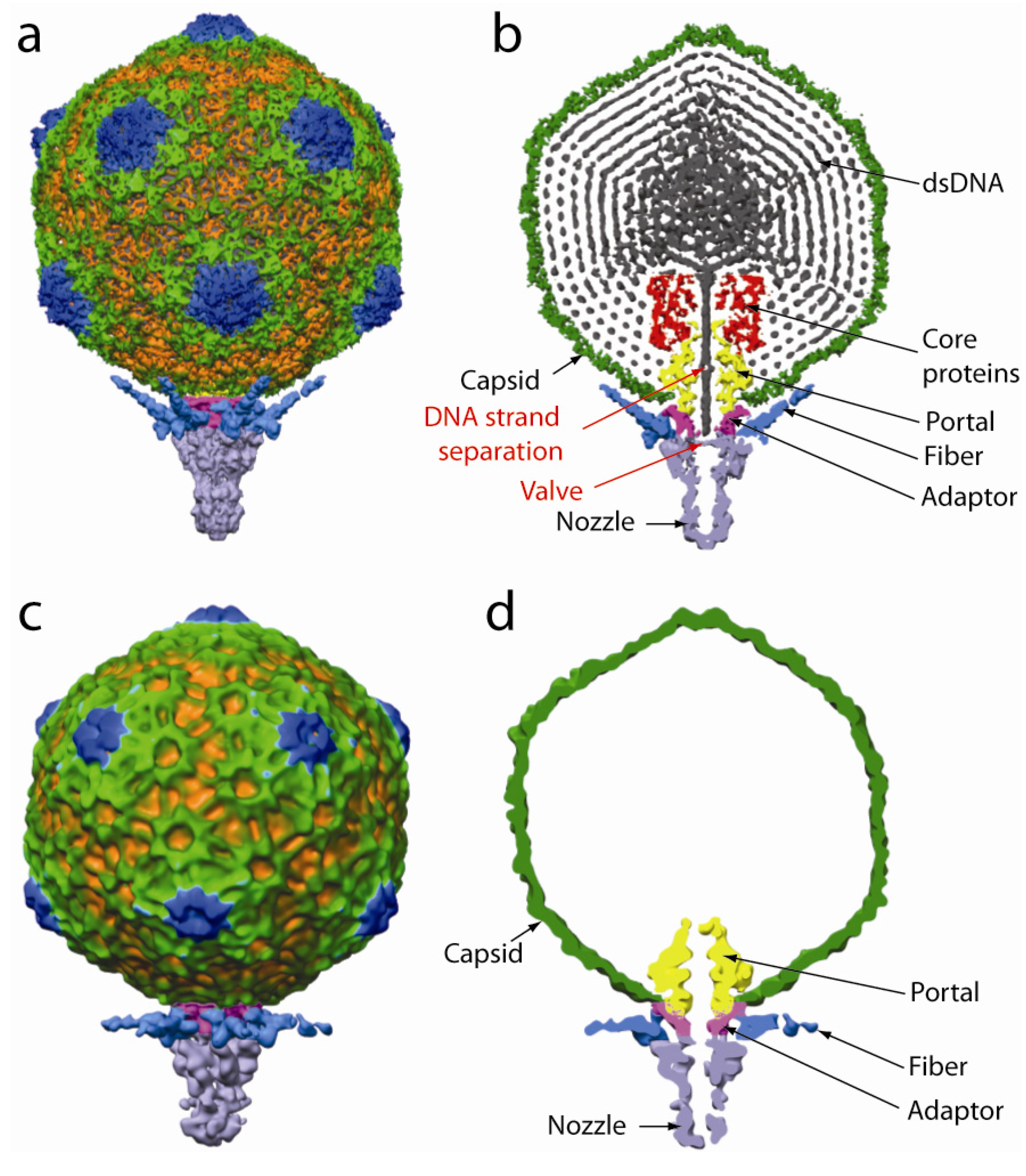 Viruses 02 02536 g001