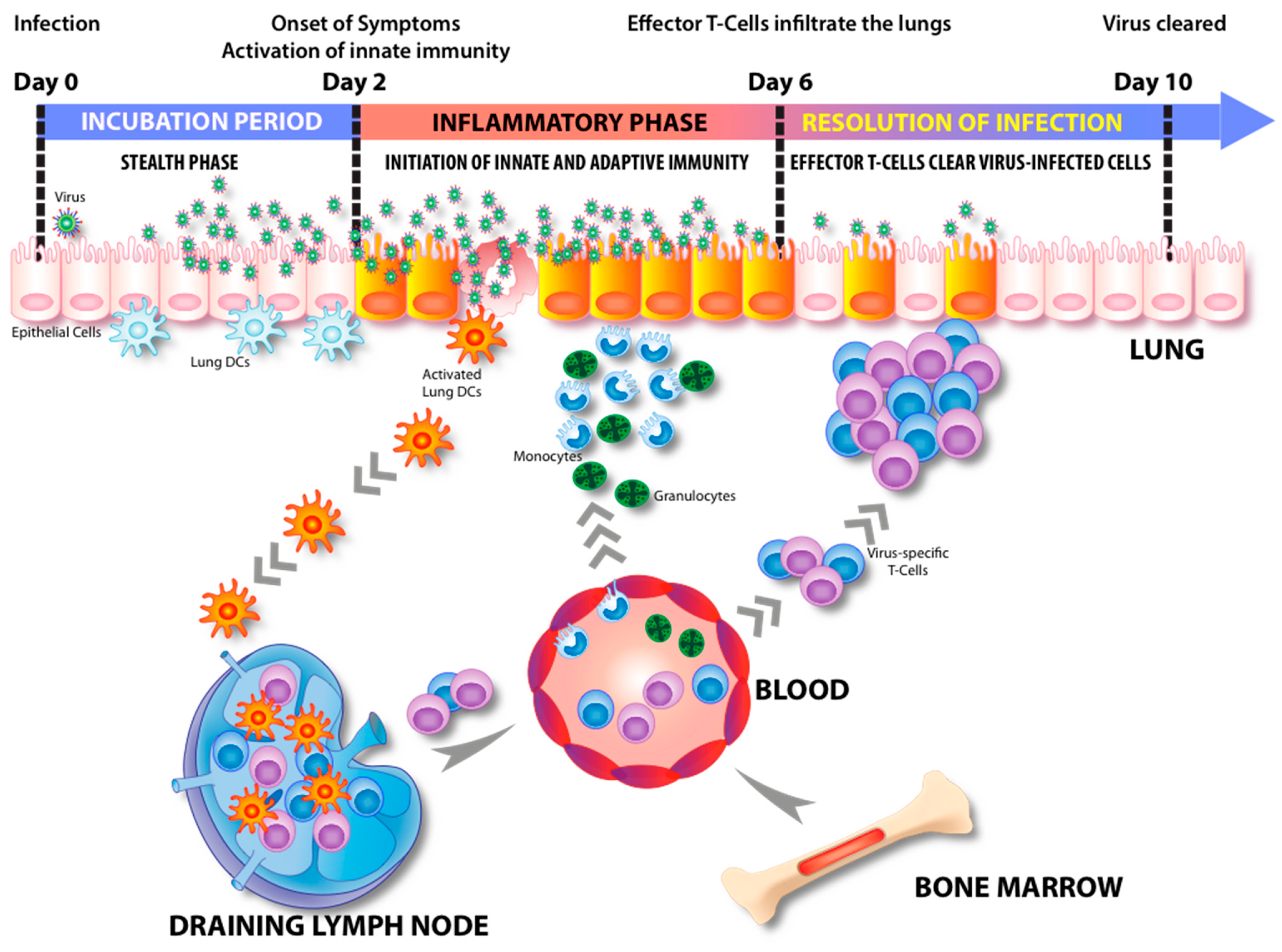 Viruses 02 02541 g002