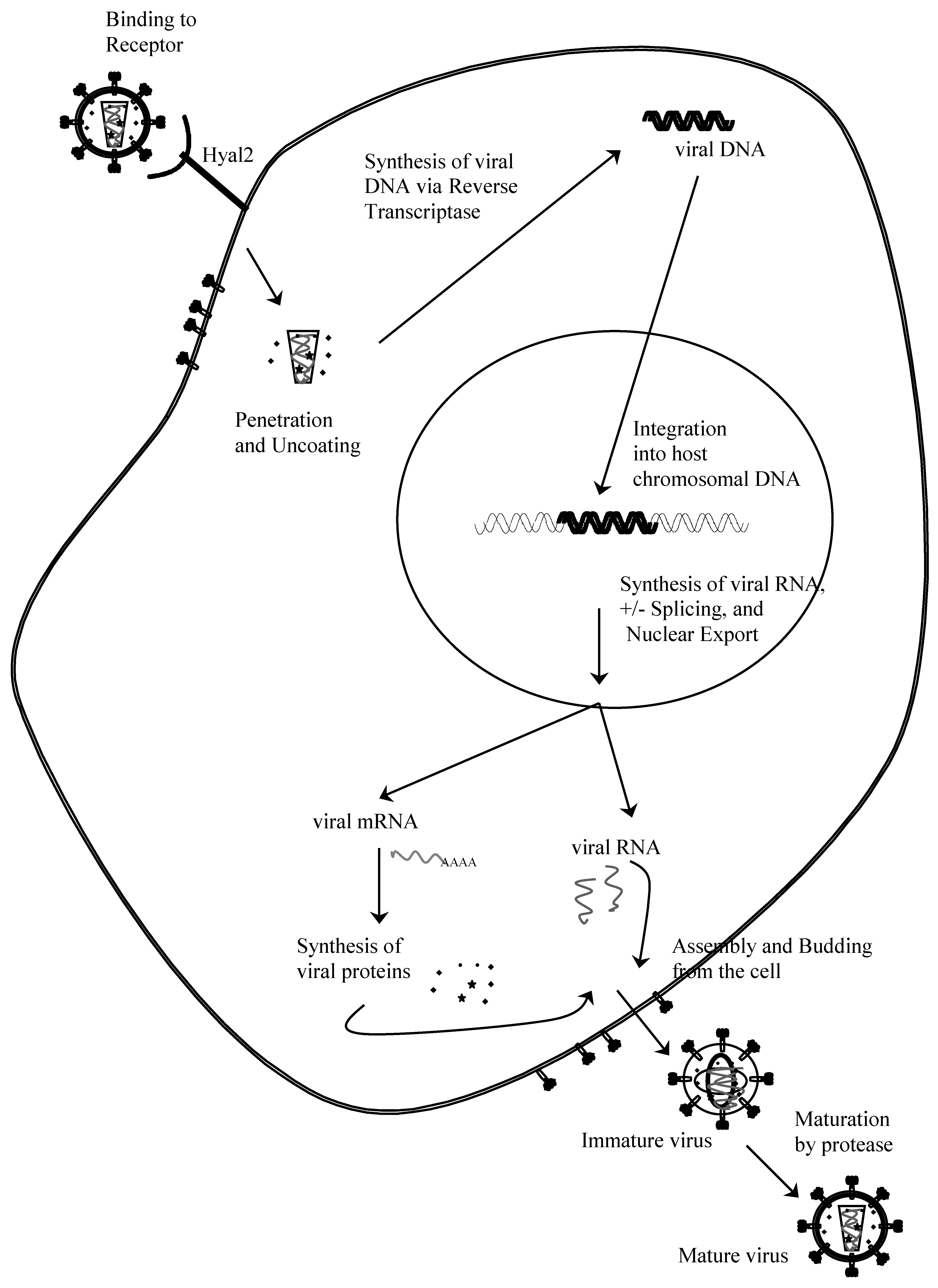 Viruses 02 02618 g003