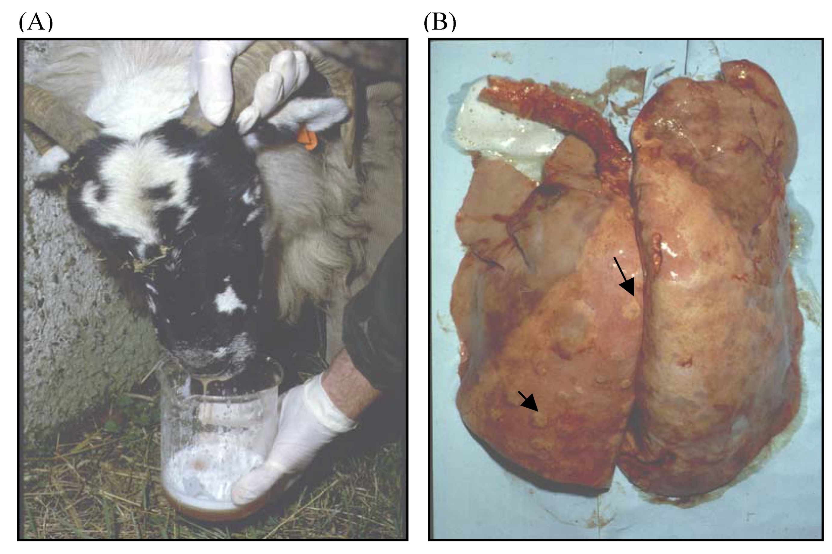 Viruses 02 02618 g004