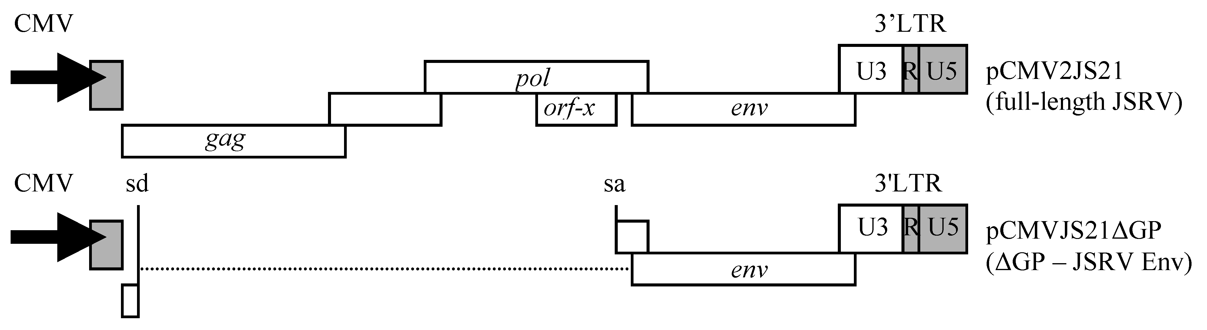 Viruses 02 02618 g005