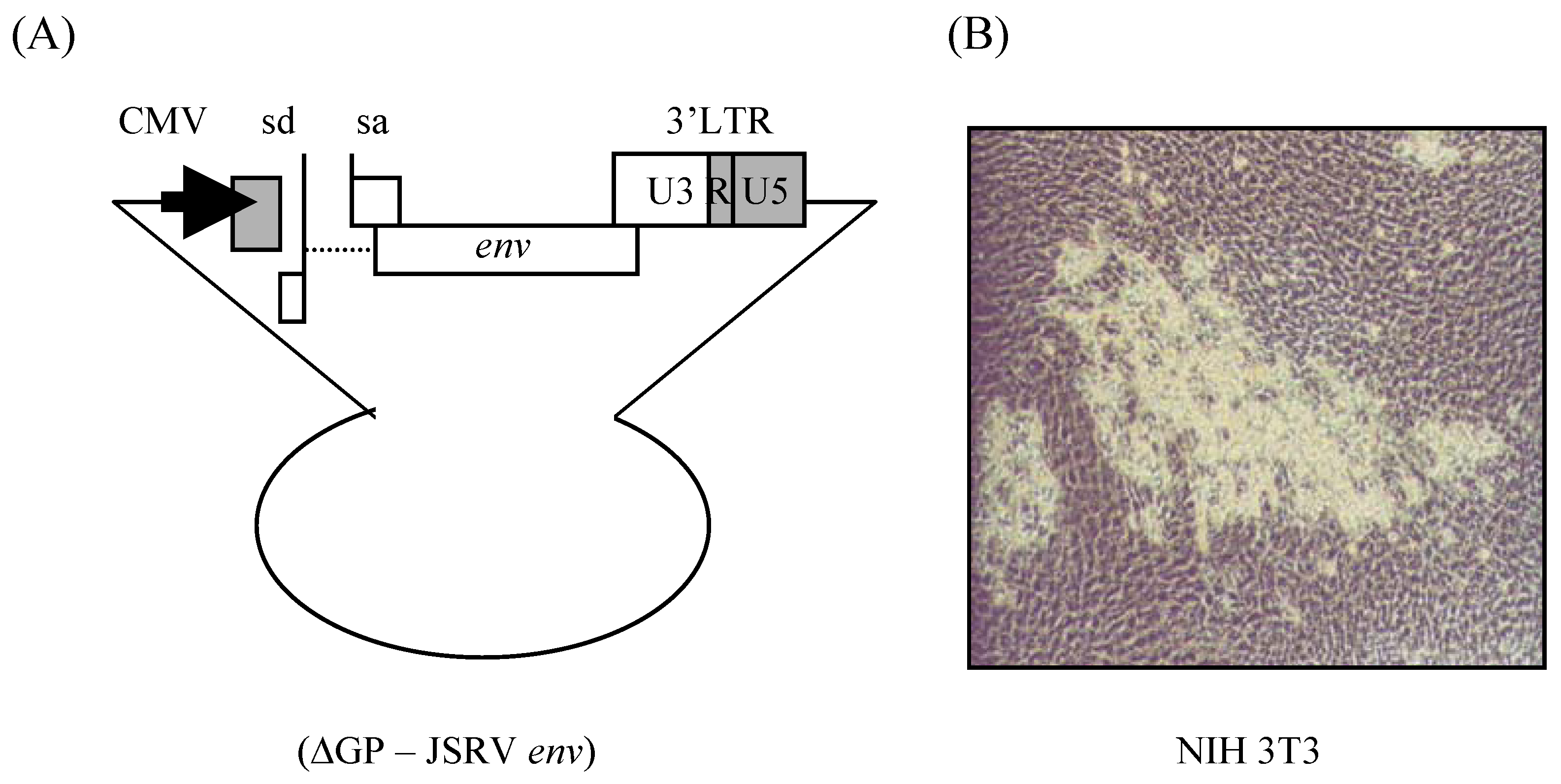Viruses 02 02618 g006