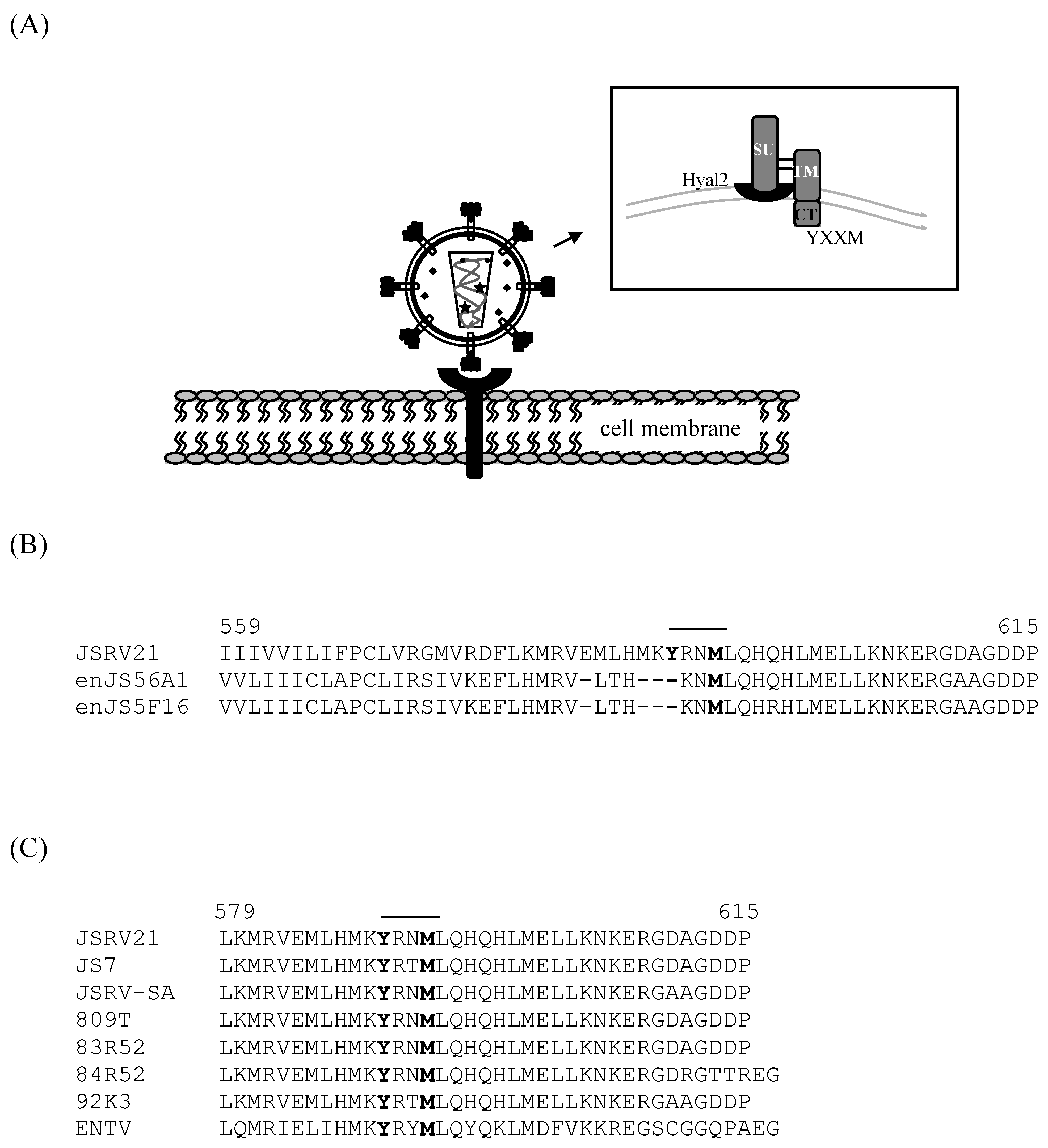 Viruses 02 02618 g007