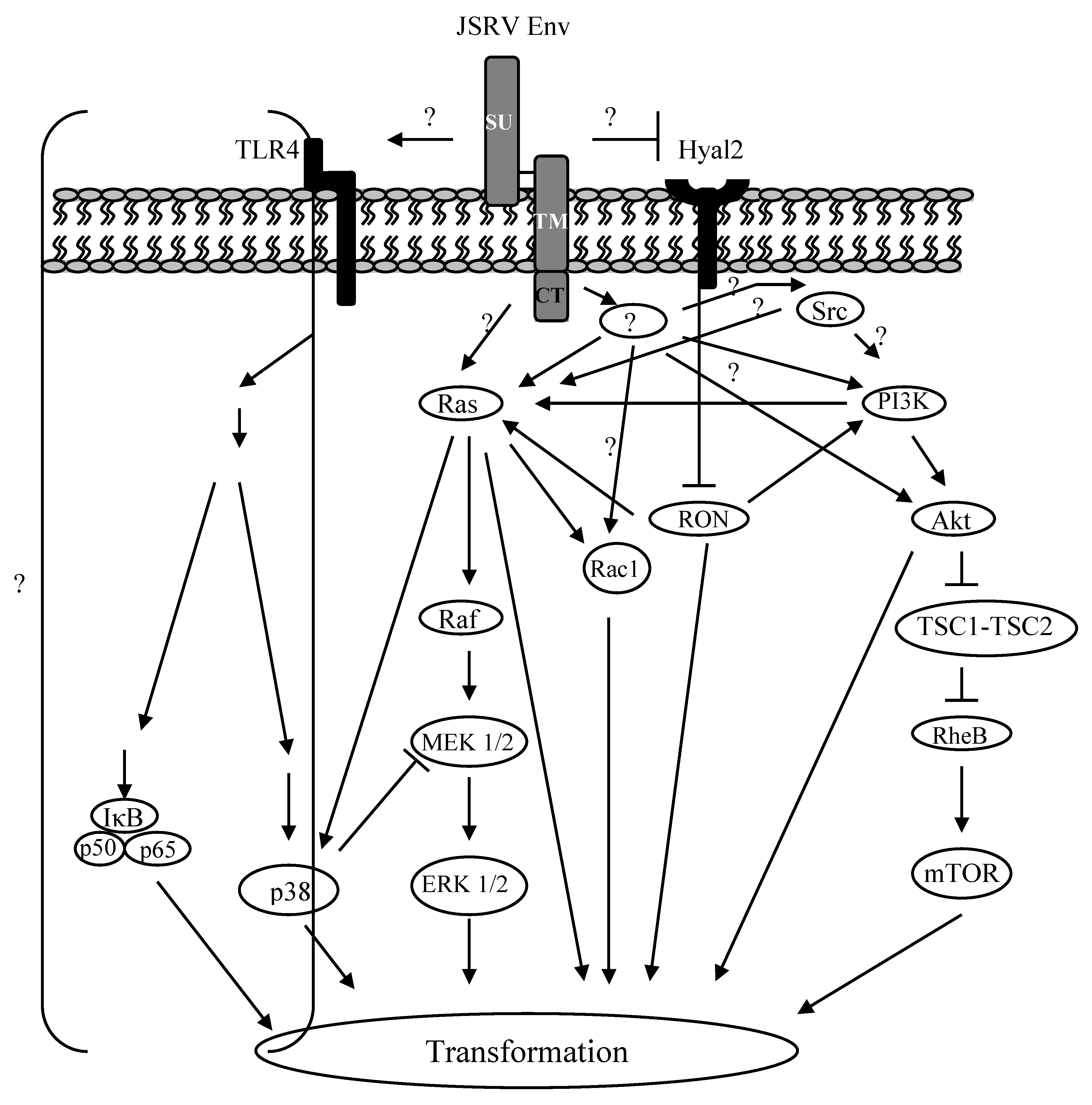 Viruses 02 02618 g008